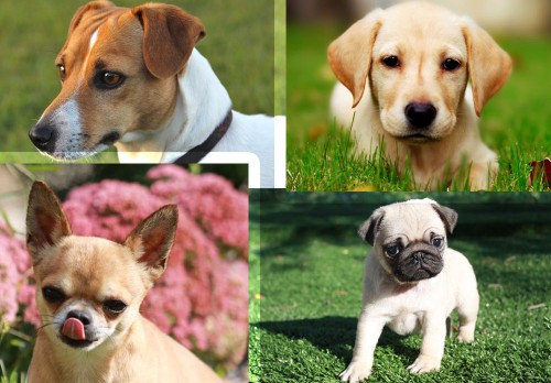 razze di cani